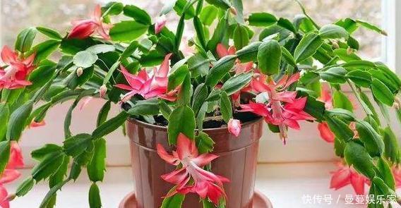 养蟹爪兰，这么浇水不仅不会死，反而开花越来越多