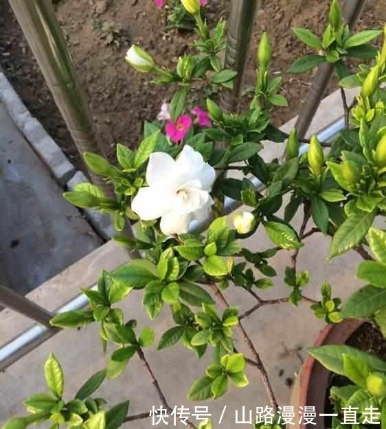 蟹爪兰|这5种花,躺着都能养好,千万不要太勤快了