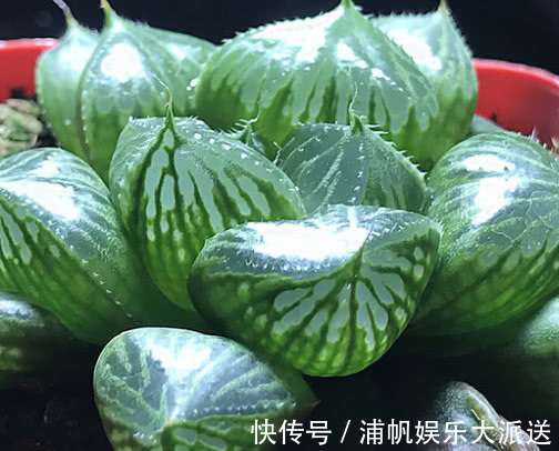 三仙|多肉三仙寿怎么养教你3个小妙招,养出晶莹剔透又饱满的三仙寿