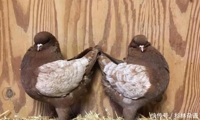 放血|老话说“一鸽胜九鸡”,为何杀鸽子时不能放血,而用水淹死