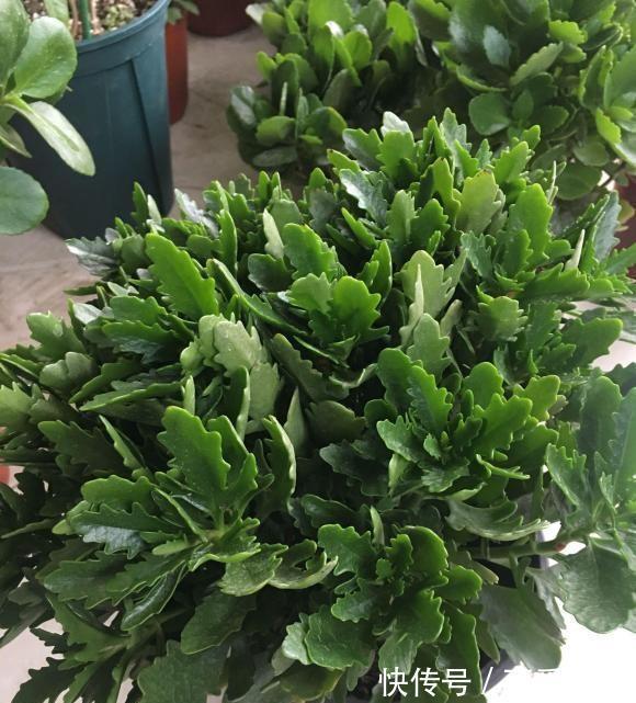 长寿花扦插，一不小心阳台就满了，插在土里就能活，全都送邻居了