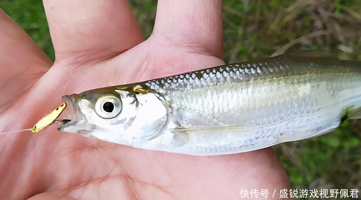 暮春钓白鲦,重点注意钓组和饵料的使用