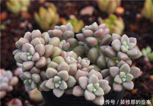多肉中的“四胞胎”,长相相似却各有千秋,教你这样辨别!