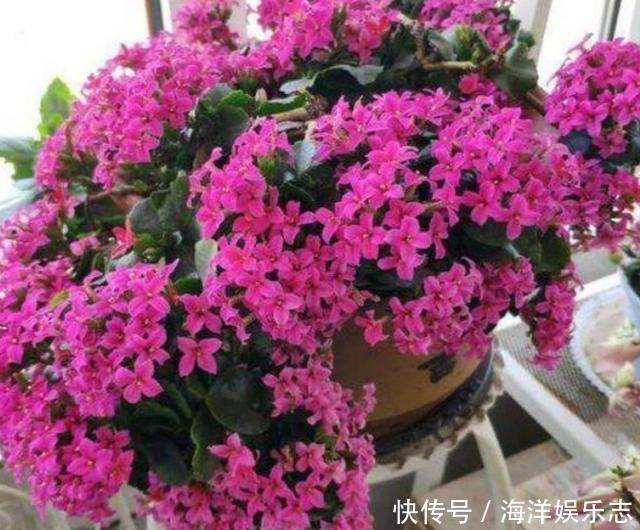 花卉|养花别光注意水、肥、光了，多小心2点，选对花盆事半功倍