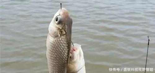 个头|小鱼闹窝？野钓用这几招，中钩的都是大板鲫