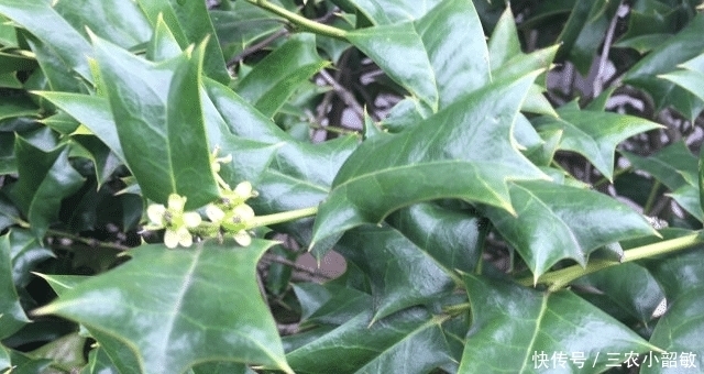 这种植物,鸟不停留,蛇见就跑,却是“跌打损伤”的妙手