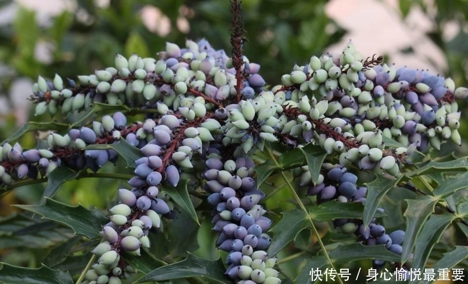 若在山中遇见“它”，请引起重视，别有意破坏，价值高，不允许！