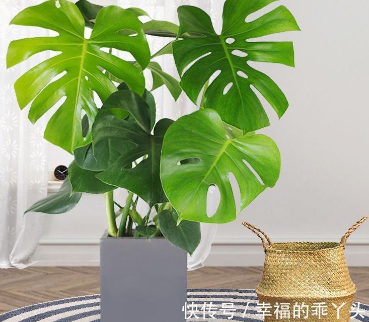 12月底了,养花就养龟背竹,暖气房里盆栽,多浇水长得又快又旺