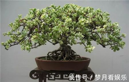 家里有金枝玉叶的来看看,一分钟学会怎么给金枝玉叶修剪造型