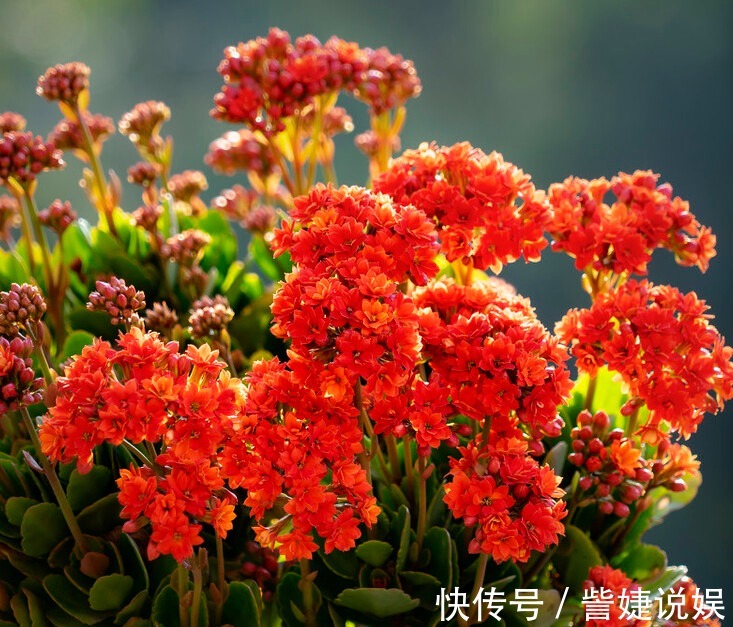 浇水|家有长寿花,心情愉悦,长寿花这么养四季开花