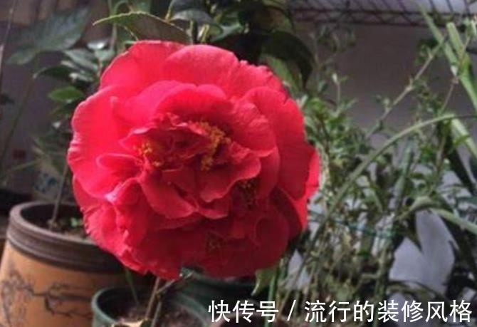 植株|忘了绿萝吊兰吧,此花皮实好养,一开就是200多天,值得拥有