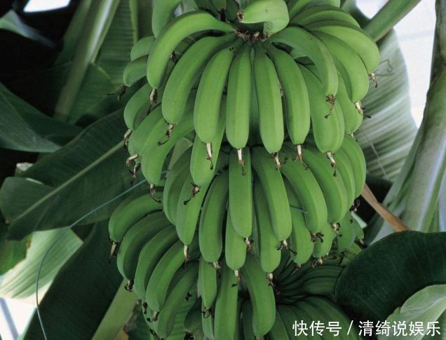 湿气|三伏天“3种水果”要少吃，越吃湿气越重，可惜很多人不重视