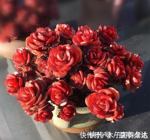 养护|养多肉秀妍，了解掌握几个要点，上色美长满盆，像个艺术品！