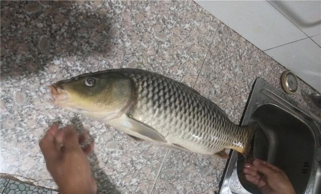 水库钓鱼遇白条闹窝,被动挨打不如主动出击,一招让白条清场