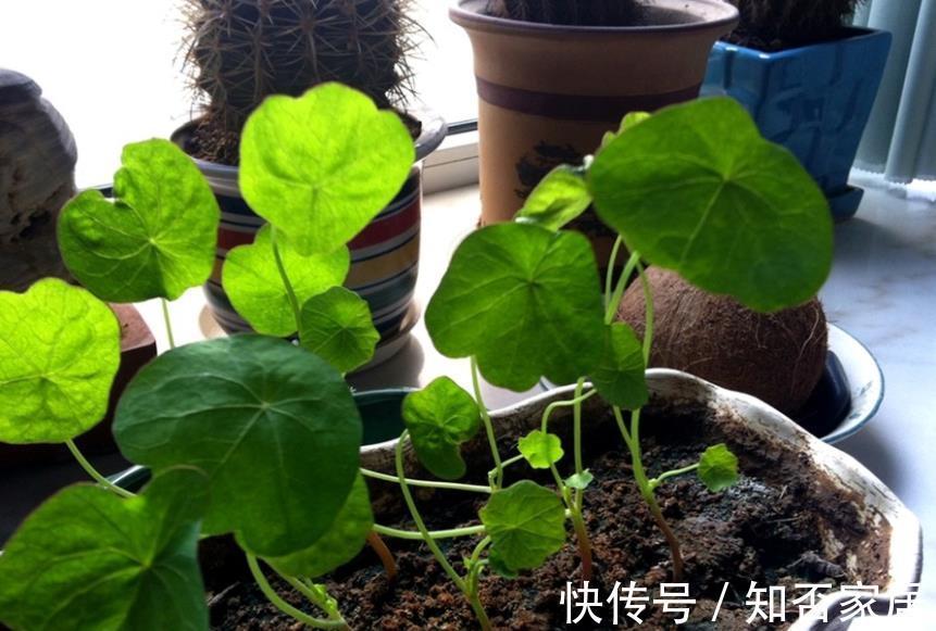 空气干燥器|三伏天,家庭养花,不注意这些地方,害虫爬满盆栽,保不住