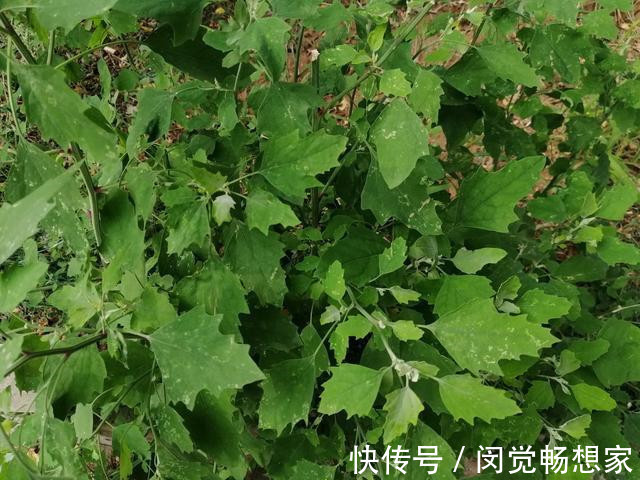 老化会|人没老,腿先老!路边的“天然钙库”,补钙比鸡蛋强太多,还免费