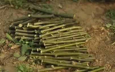 用“土方法”制作的花肥,才是养花“万能肥”,养啥旺啥