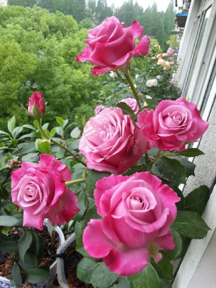 适合新手养的盆栽花,植株低矮,养护容易,漂亮似玫瑰,四季开花