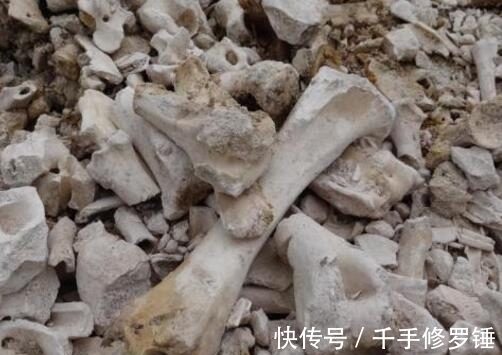 花卉|养花,骨头富含钙、磷和钾,是开花植物非常好的营养素