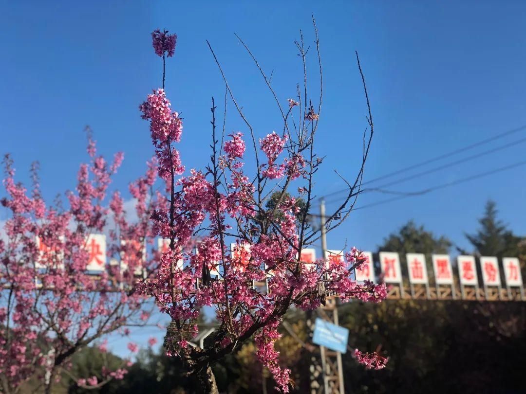 樱花|通海里山：樱花烂漫似春来