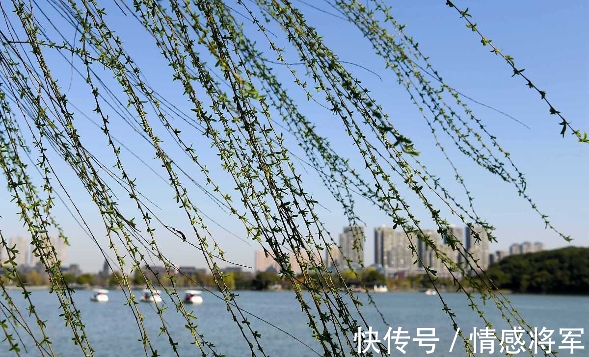 柳树!唐朝折杨柳古诗五首:莫言短枝条,中有长相思