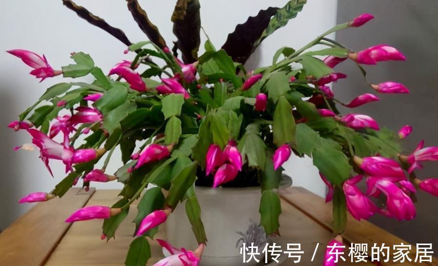 花卉|植物天热休眠,当多关注这4个问题,确保每一株都能平安度夏