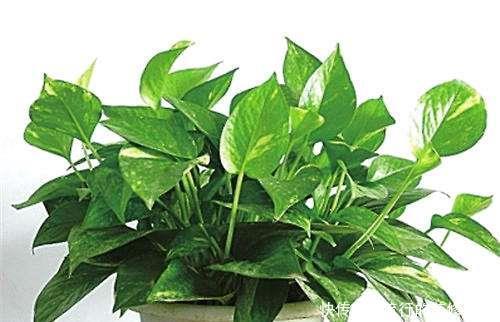 养花|养花这样施肥,事半功倍,啥花都长的倍棒!