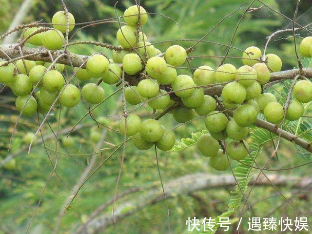 卵巢|女人不想子宫早衰，秋天多食此果，美白淡斑，还能滋养卵巢