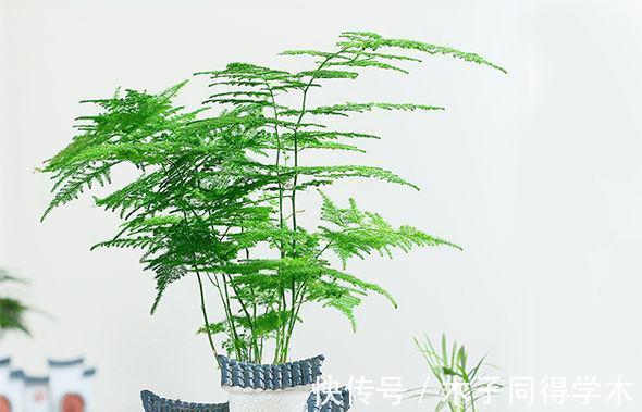 阳台上|盆栽养文竹,靠抓住这4点促生长,保管植株不黄叶烂根