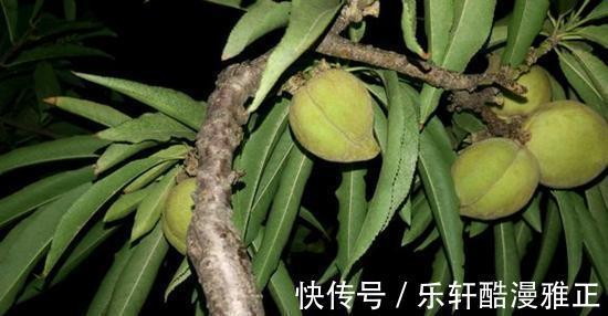 盆栽|在家种植瓜果这个季节熟了,健康又美味,小孩子太开心