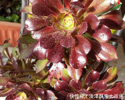 妙招|多肉黑法师夏季怎么养教你3个小妙招,炎炎夏日也能养好黑法师