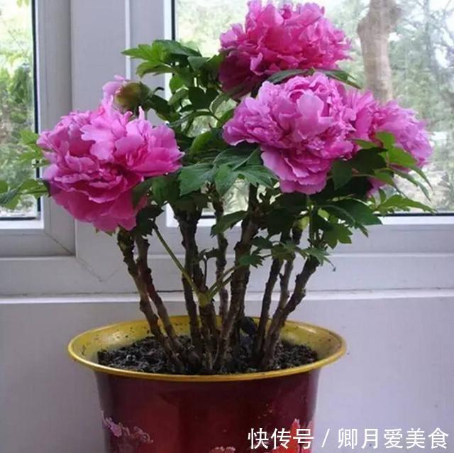 牡丹花|家有五树,儿孙都富!有院子建议栽5种树,看花,收果,寓意吉利
