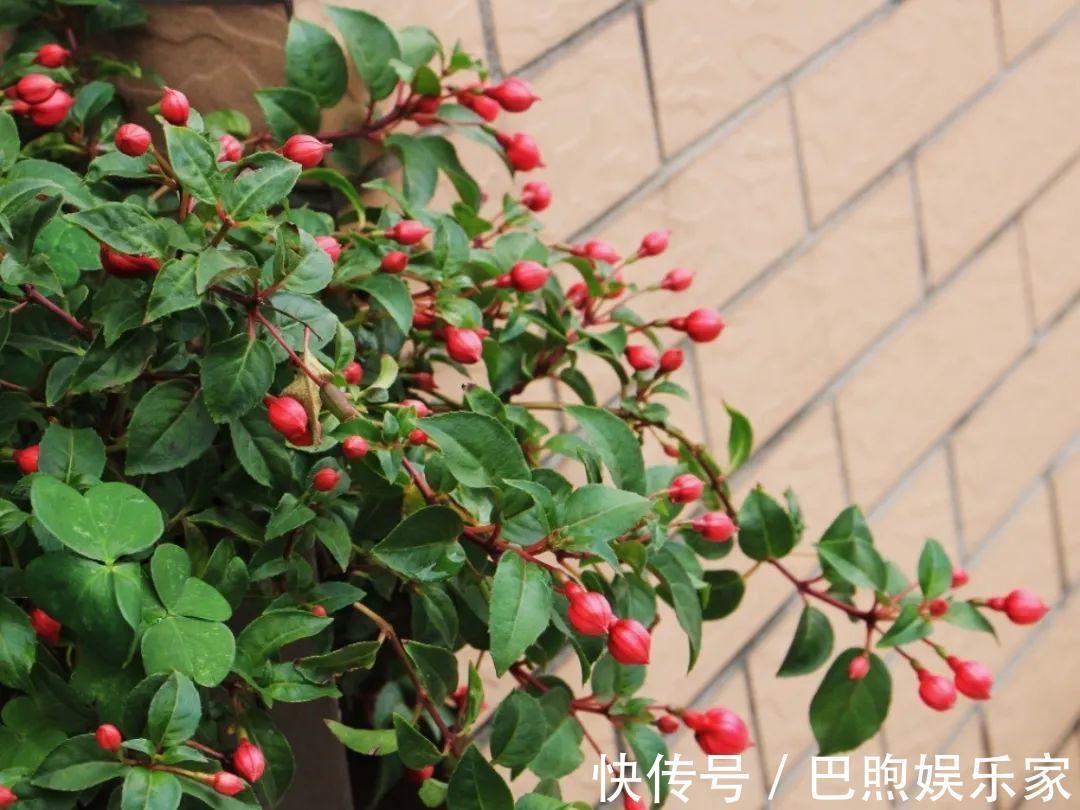 枝条|家里有这6种花,赶紧挂起来,长的快、开花一年比一年多!