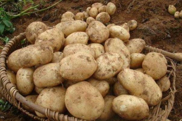 土豆|土豆被称为“地下人参”,常吃好处多多,但有1大禁忌要注意