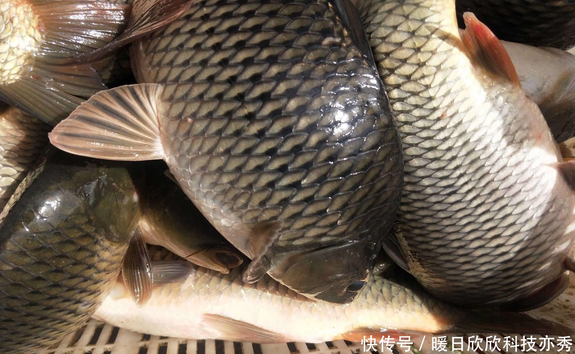 鱼儿|野钓窝料不能随便打,不同鱼情有对应套路,逼它优先吃钩