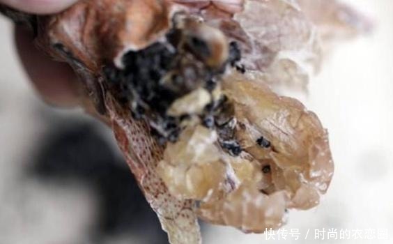 国内5种顶级食材，它上过央视！全吃过的，不是土豪也算资深吃货