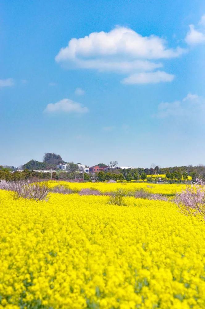 中国最美的油菜花美景地全在这里了，我去过3个，你呢？