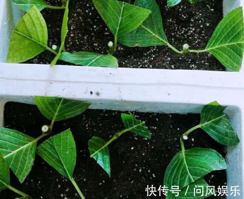 绣球花怎么扦插教你3个小妙招,扦插后不仅快速生根长势还旺盛