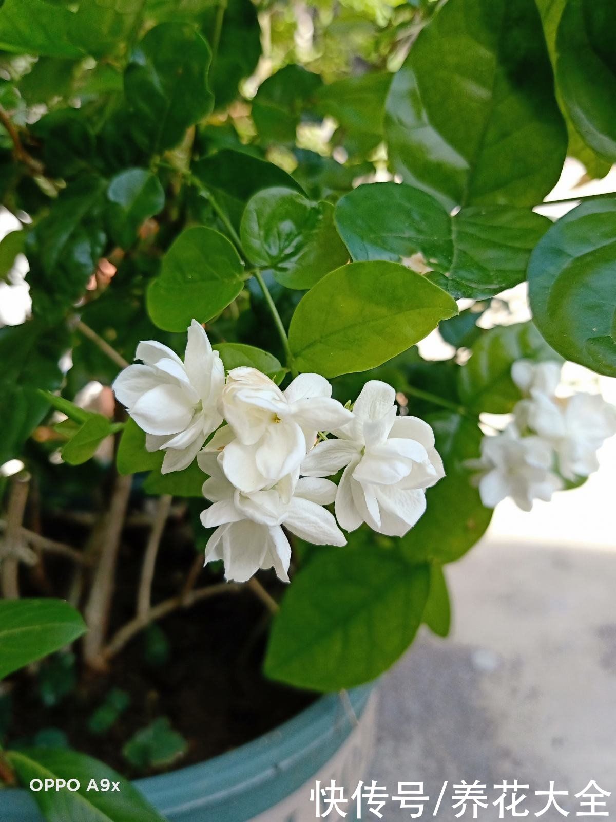 要点|六月份养茉莉花,记住6要点,花开爆盆