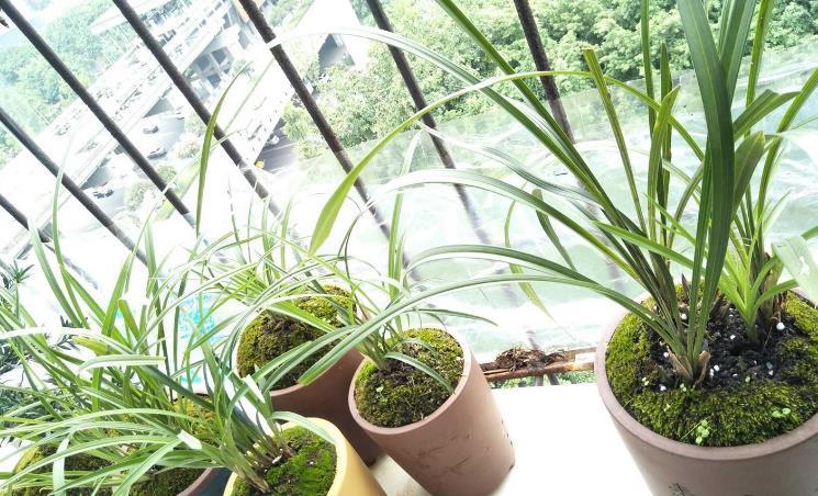 施肥|兰花淋雨长得好?不,有利有弊,掌握住尺度比施肥管用