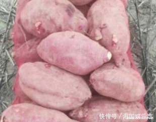 红薯容易放坏该怎么保存,老农教你3个方法,简单又实用
