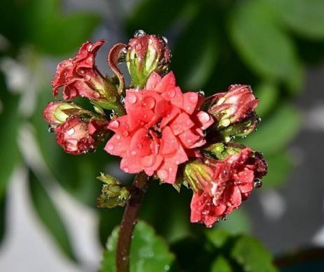 长寿花、栀子花、瓜叶菊等不开花、花苞少用点这个,喷啥啥开花