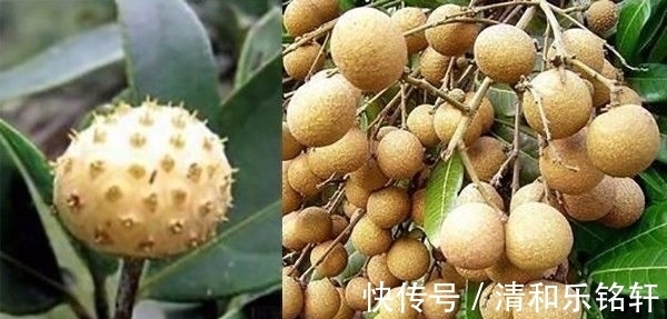 植物界奇葩TOP20，眼界又被刷新了！