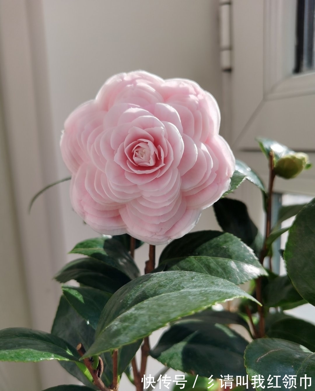 分化|茶花爱“喝水”,这“三位置”留点水,“撒欢长”入春再开三茬花