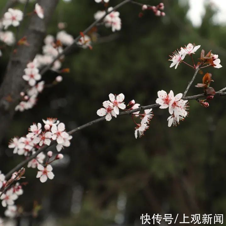 金海“梅”景，亦是美景