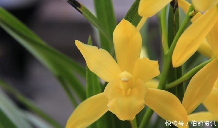 花友|喜欢菊花,不如养盆“精品玫瑰”卡罗拉,红艳似火,高雅美艳