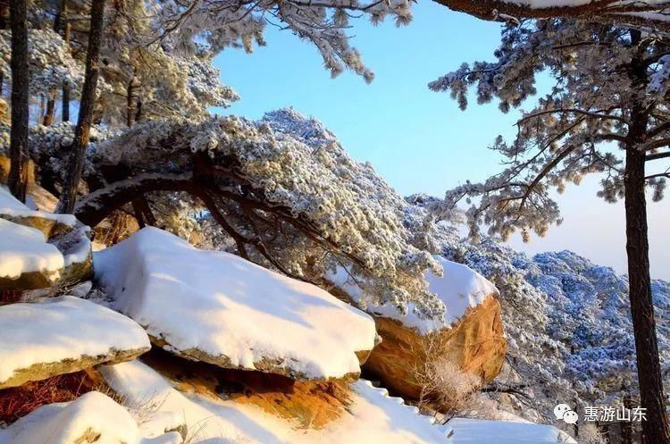 泰山银装素裹后石坞，雪松玉树赛仙境！