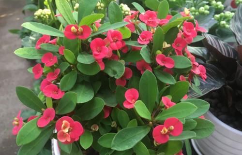 “懒人”养花，没有时间、精力照顾，盆栽花草就选这“4样”