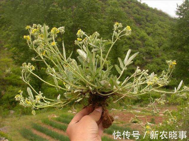 鸡腿|长在农村的“野草”，长得像“鸡腿”，生命力顽强，炒着吃味道好