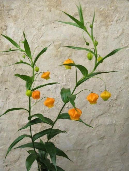 宫灯百合价格贵，花朵美，想自己种几株，栽种难度极大，谨慎入坑